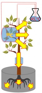 eucalyptus_pst